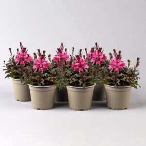 Pflanzen-Kölle Prachtkerze, pink, Topf-Ø 13 cm, 6 Pflanzen
