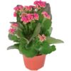 Pflanzen-Kölle Kalanchoe ‚Calandiva’®, violett, Topf-Ø 12 cm, Höhe ca. 27,5 cm, 6 Pflanzen