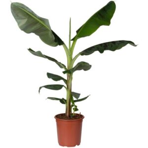 Pflanzen-Kölle Bananenpflanze ‚Dwarf Cavendish‘, Topf-Ø 21 cm, Höhe ca. 70-90 cm