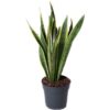 Pflanzen-Kölle Bogenhanf, Topf-Ø 17 cm, Höhe ca. 50 cm