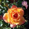 Kölles Beste Strauchrose ‚Sahara®‘, goldgelb bis bronzerot, Topf 5 Liter