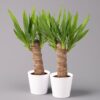 Pflanzen-Kölle Palmlilie in Keramiktopf Dallas, Topf-Ø 11/12cm, Höhe ca. 40-45cm, 2er-Set
