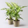 Pflanzen-Kölle Dieffenbachie ‚Mars‘, Topf-Ø 17cm, Höhe ca. 50-60 cm, 2 Pflanzen