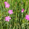 Garten Schlüter Rosarote Heidenelken – 3 Stück Liefergröße:   3 Stück