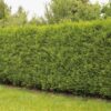 Garten Schlüter Lebensbaum – Thuja 'Brabant' 10 Liter Container, 100 – 125  cm Liefergröße: 100 – 125 cm