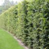 Garten Schlüter Weißbuche/Hainbuche 5 Liter Topf 100 – 125 cm, 50 Stück Liefergröße:   50 Stück   100 – 125 cm