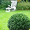 Garten Schlüter Ilex 'Dark Green®' 3 Liter, 30-40 Liefergröße: 30 – 40 cm   keine Kugel