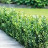 Garten Schlüter Ilex 'Robustico' 2 Liter Container, 25 – 30 cm Liefergröße: 30 – 40 cm