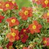 Garten Schlüter Fingerstrauch 'Flammenmeer', 3 Liter, 30 – 40 cm Liefergröße: 30- 40 cm