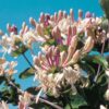 Garten Schlüter Echtes Geißblatt Liefergröße: 60 – 100 cm