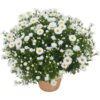 Garten Schlüter Zwergaster 'Albit' Lieferform: Im Topf