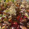Garten Schlüter Rispenhortensie 'Fraise Melba®' 0,5 Liter, 10 – 30 cm Liefergröße: 10 – 30 cm