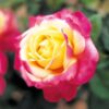 Garten Schlüter Edelrose 'Oriental Peace®', 5 Liter, A-Qualiltät, 3 starke Triebe Liefergröße: drei starke Triebe