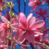 Garten Schlüter Frühblühende Sternmagnolie 'Rosea' C7,5 100 – 125 Liefergröße: 100 – 125 cm