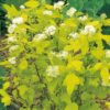 Garten Schlüter Gelbe Fasanenspiere 'Nugget' Liefergröße: ca. 40 – 60 cm