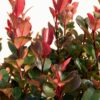 Garten Schlüter Glanzmispel 'Carré Rouge' C5 80 – 100 cm Liefergröße: 80 – 100 cm