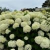 Garten Schlüter Ballhortensie 'Annabelle' 5 – 7,5 Liter Topf, 80 – 100 cm Liefergröße: 80 – 100 cm