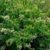 Garten Schlüter Sieben-Söhne-des-Himmels-Blume 'Tianshan' C5 60 – 80 Liefergröße: 60 – 80 cm