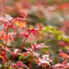 Garten Schlüter Fächerahorn 'Beni-Maiko' C10 80 – 100 cm Liefergröße: 80 -100 cm