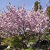 Garten Schlüter Frühe Zierkirsche / Frühlingskirsche Liefergröße: 60 – 100 cm