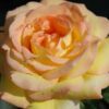 Garten Schlüter Edelrose 'Gloria Dei®', 5 Liter, 3 starke Triebe, A-Qualität Liefergröße: 3 starke Triebe, A-Qualität