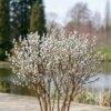 Garten Schlüter Zwerg-Kätzchenweide Liefergröße: 30 – 40  cm