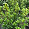 Garten Schlüter Stechpalme – Ilex 'Heckenstar' C7,5 80/100 Liefergröße: 80 – 100 cm