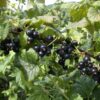 Garten Schlüter Schwarze Johannisbeere 'Dr. Bauer's Ometa' – Hochstamm im 5 Liter Container, Stammhöhe 80-90 cm Liefergröße: Stammhöhe 80-90 cm