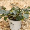 Garten Schlüter Proven Winners® Zwerg-Schneeball 'Shiny Dancer'® Liefergröße: 30 – 40 cm