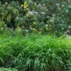 Garten Schlüter Japanisches Berg-Gras Lieferform: Im 9 cm Topf