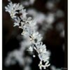 Garten Schlüter Schneeforsythie C3 40-60 Liefergröße: 40- 60 cm