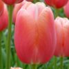 Jac Uittenbogaard & Zonen BV Einfache späte Tulpe 'Menton' – 7 Stück Liefergröße: Zwiebelgröße 11/12