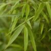 Pflanzen-Kölle Gartenbambus Fargesia rufa, Höhe 40-60 cm, Topf 5 Liter, 2 Stück
