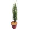 Pflanzen-Kölle Blauer Raketenwacholder ‚Blue Arrow‘, Höhe 50-60cm, Topf 5 Liter, 2 Pflanzen