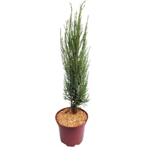 Pflanzen-Kölle Blauer Raketenwacholder ‚Blue Arrow‘, Höhe 50-60cm, Topf 5 Liter, 2 Pflanzen
