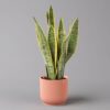Pflanzen-Kölle Bogenhanf in Übertopf Vibes rosa, Topf-Ø 12 cm, Höhe ca. 45 cm