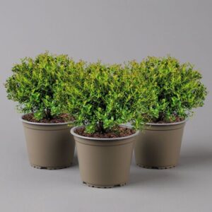Pflanzen-Kölle Japanische Ilex Kugel ‚Glorie Gem‘, Ø 20-25 cm, Topf 2 Liter, 3er-Set