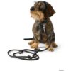 DOG SPORT HUNTER Halsband Soho Mini XXS (21), schwarz