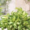 Garten Schlüter Funkie 'Mediovariegata' (grün-weiß) Lieferform: Im Topf