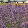 Garten Schlüter Garten-Katzen-Minze 'Walker´s Low' C3 Lieferform: Im 3 Liter Topf