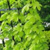 Garten Schlüter Echter Hopfen 'Hallertauer Tradition', 2 Liter, 60 – 80 cm Liefergröße: 60 – 80 cm