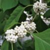 Garten Schlüter Japanische Schönfrucht 'Leucocarpa' 3 – 5 Liter, 60 – 100 cm Liefergröße: 60 – 100 cm
