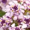 Garten Schlüter Rosa Schleifenblume 'Pink Ice®' – 3 Stück Liefergröße:   3 Stück