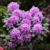 Garten Schlüter Rhododendron 'Catawbiense Grandiflora' C5 40 – 50 cm Liefergröße: 40 – 50 cm