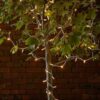 Lights4fun Pro Connect 100m 1000er LED Lichterkette gold warmweiß koppelbar weißes Kabel