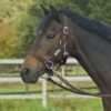 Busse Halfter RIDING, dark brown, WB
