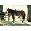 Kentucky Horsewear Lammfell-Stollengurt schwarz 135 cm