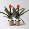Pflanzen-Kölle Guzmania ‚Tala‘, orange-gelb, Topf-Ø 12 cm , Höhe ca. 45 cm, 2 Pflanzen