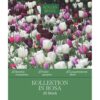 Kölles Beste Bienenweide-Mischung in rosa