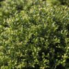 Garten Schlüter Berg-Ilex 'Glorie Gem' 3 Liter, 25 – 30 cm